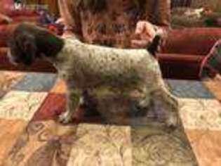 German Shorthaired Pointer Puppy for sale in Cadiz, KY, USA