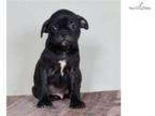 Buggs Puppy for sale in Fort Wayne, IN, USA