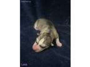 Siberian Husky Puppy for sale in Haltom City, TX, USA