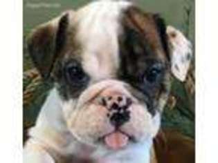 Bulldog Puppy for sale in Lancaster, WI, USA