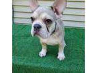 French Bulldog Puppy for sale in Sicklerville, NJ, USA