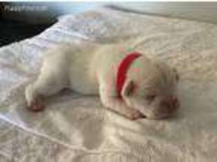 French Bulldog Puppy for sale in Milton, VT, USA