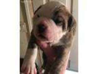 Olde English Bulldogge Puppy for sale in Meridian, ID, USA