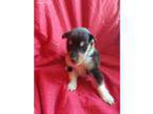 Collie Puppy for sale in Pender, NE, USA