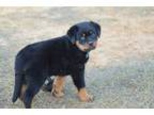 Rottweiler Puppy for sale in Deatsville, AL, USA