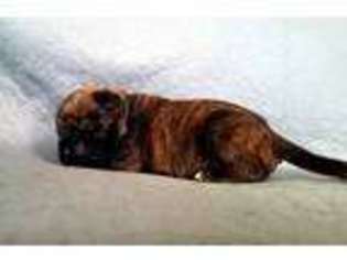 Bullmastiff Puppy for sale in Thompson Falls, MT, USA