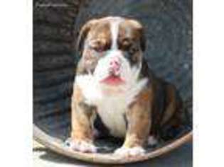 Miniature Bulldog Puppy for sale in Dundee, OH, USA