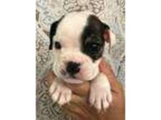 Bulldog Puppy for sale in Peoria, AZ, USA
