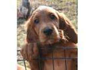 Irish Setter Puppy for sale in West Valley, UT, USA