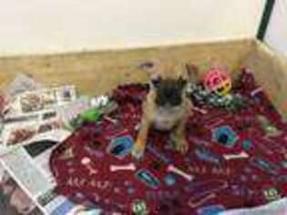French Bulldog Puppy for sale in Skowhegan, ME, USA