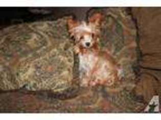 Yorkshire Terrier Puppy for sale in BOONVILLE, IN, USA