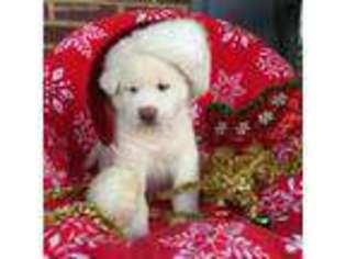 Akita Puppy for sale in Etowah, TN, USA
