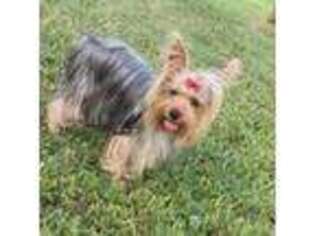 Yorkshire Terrier Puppy for sale in Santa Ana, CA, USA