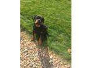 Rottweiler Puppy for sale in Windsor, CO, USA
