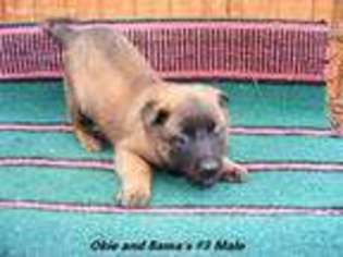 Belgian Malinois Puppy for sale in Konawa, OK, USA
