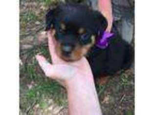Rottweiler Puppy for sale in Bankston, AL, USA