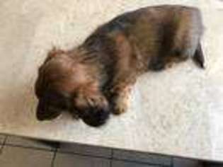 Dachshund Puppy for sale in FAIRFIELD, CT, USA