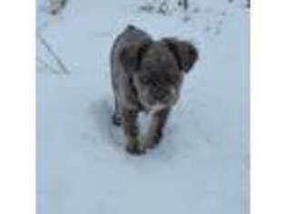 French Bulldog Puppy for sale in Craig, CO, USA