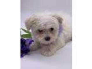 Maltese Puppy for sale in Sawyer, OK, USA