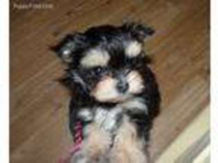 Yorkshire Terrier Puppy for sale in Snohomish, WA, USA