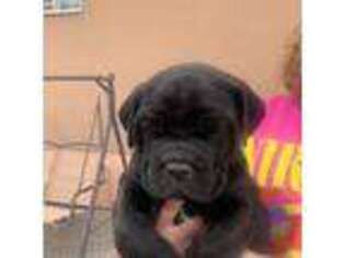 Cane Corso Puppy for sale in Erda, UT, USA