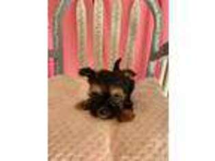 Mutt Puppy for sale in Red House, WV, USA