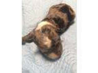 Mutt Puppy for sale in Ozark, AL, USA