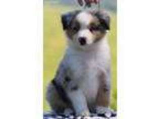 Miniature Australian Shepherd Puppy for sale in Saint Joe, AR, USA