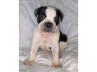 Olde English Bulldogge Puppy for sale in Dallas, TX, USA