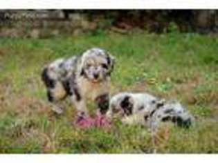 Mutt Puppy for sale in Raleigh, IL, USA
