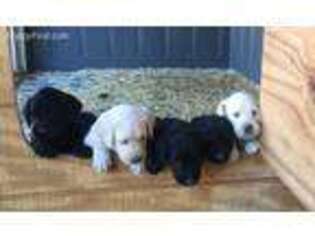 Labradoodle Puppy for sale in Franklinville, NJ, USA