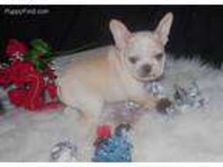 French Bulldog Puppy for sale in Granby, MO, USA