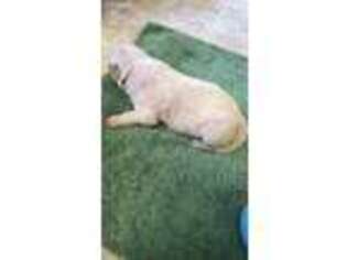 Chow Chow Puppy for sale in Townsend, DE, USA