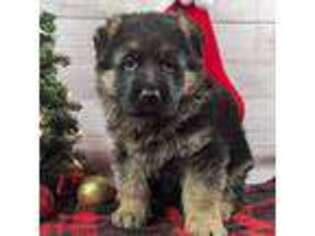 German Shepherd Dog Puppy for sale in Beach City, OH, USA