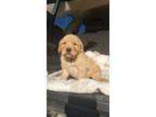Golden Retriever Puppy for sale in Edgar, WI, USA