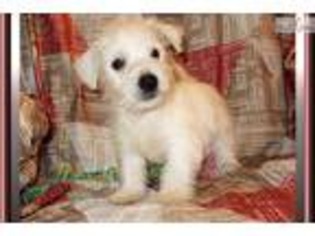West Highland White Terrier Puppy for sale in Tallahassee, FL, USA