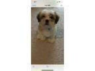 Lhasa Apso Puppy for sale in Wesley Chapel, FL, USA