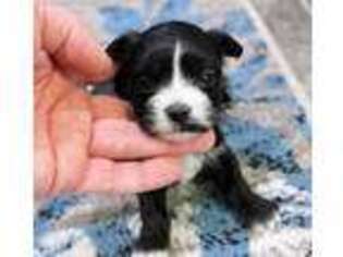 Mutt Puppy for sale in Cantril, IA, USA