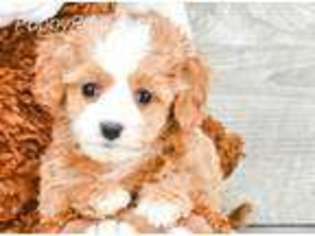 Cavapoo Puppy for sale in Parker, CO, USA