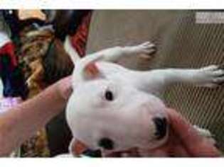 Bull Terrier Puppy for sale in Albany, NY, USA