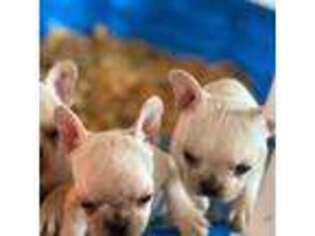 French Bulldog Puppy for sale in Aredale, IA, USA