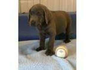 Labrador Retriever Puppy for sale in Lancaster, OH, USA