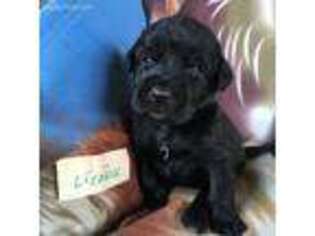 Labradoodle Puppy for sale in Rayne, LA, USA