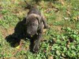 Great Dane Puppy for sale in Huntington, IN, USA