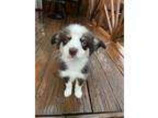 Miniature Australian Shepherd Puppy for sale in Tampa, FL, USA