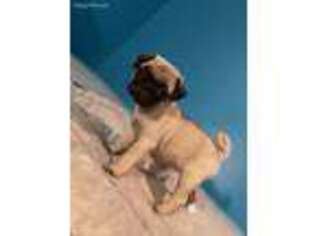 Pug Puppy for sale in Philo, OH, USA