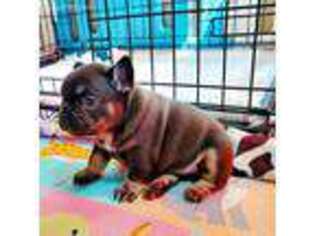French Bulldog Puppy for sale in Athens, TX, USA