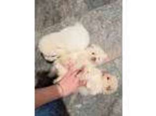 Pomeranian Puppy for sale in Arlington, TX, USA