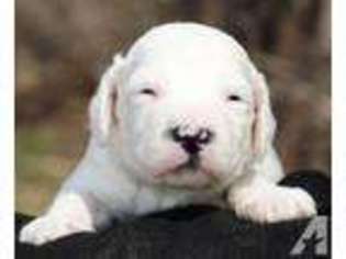 Labradoodle Puppy for sale in COCHRANTON, PA, USA