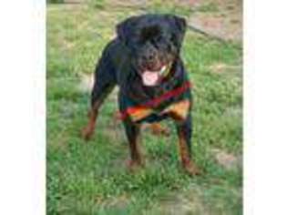 Rottweiler Puppy for sale in Spartanburg, SC, USA
